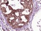 HSP70 Rabbit pAb
